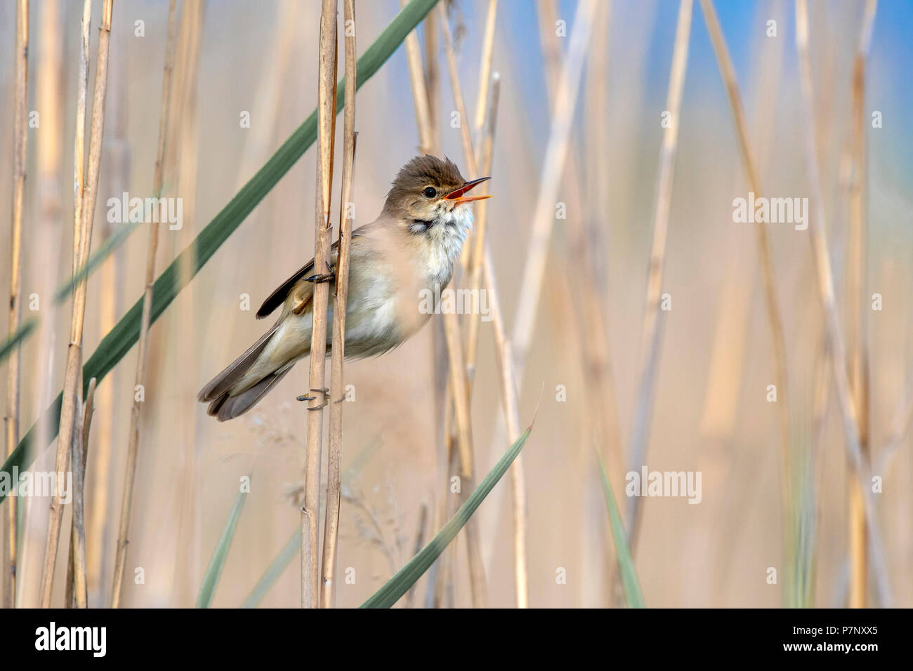 Reed warbler (Acrocephalus scirpaceus) sitting on a reed stalk and sings, Lake Constance, Vorarlberg, Austria Stock Photo