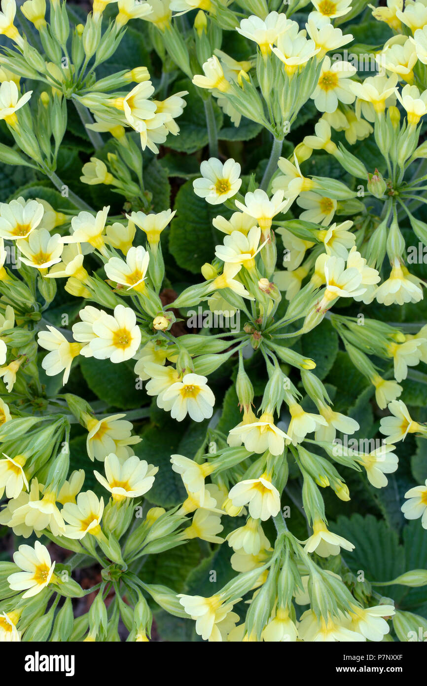 True oxlip (Primula elatior), several flowers, Tyrol, Austria Stock Photo