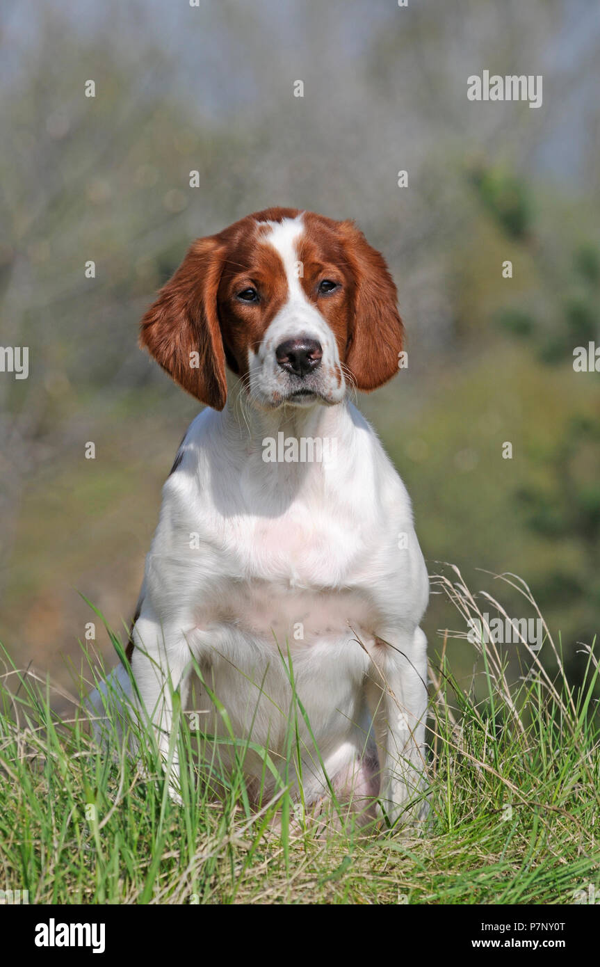 Irish Red and White Setter, puppy sitting in meadow Stock Photo
