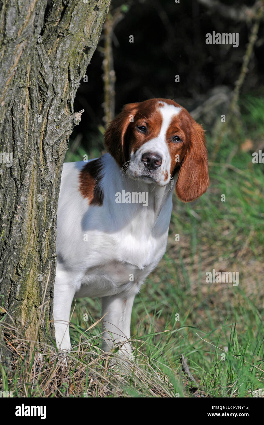 Irish Red and White Setter, puppy looking out from behind tree trunk Stock Photo