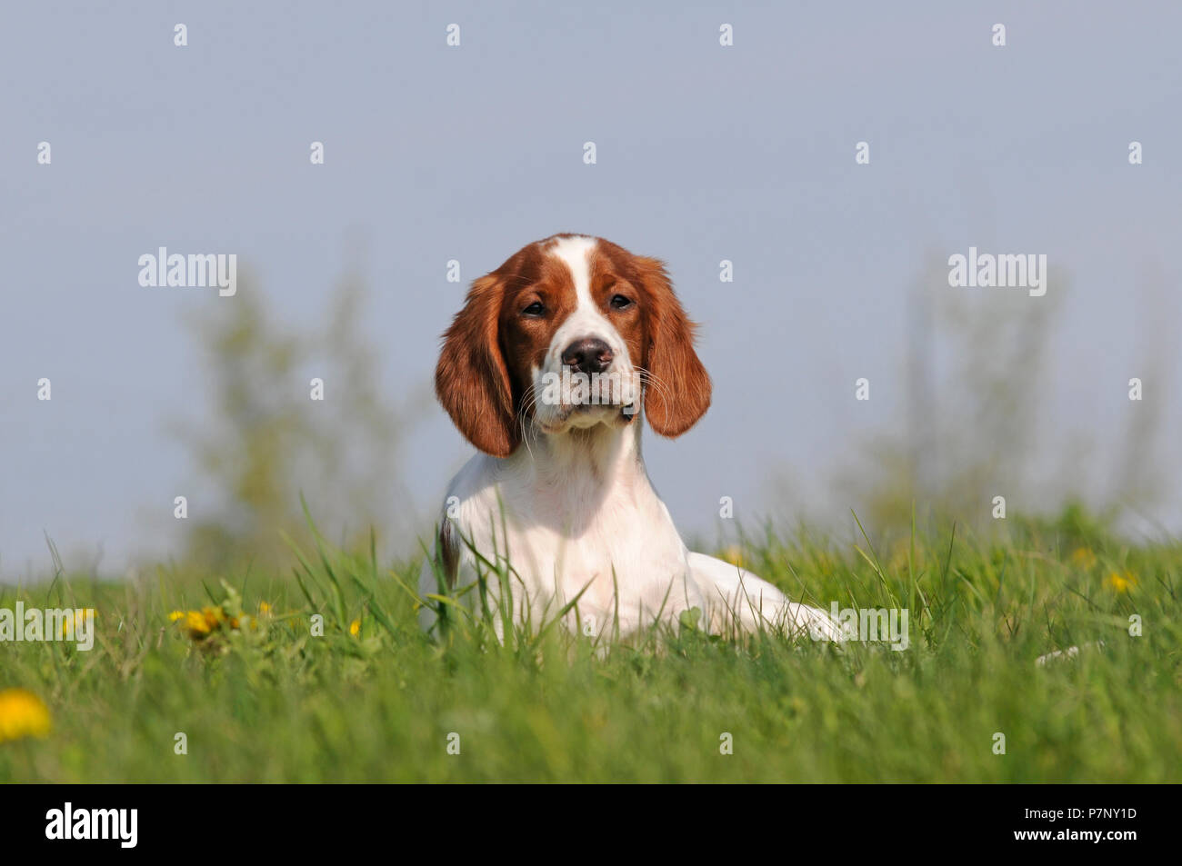Irish Red and White Setter, puppy lying in the grass Stock Photo