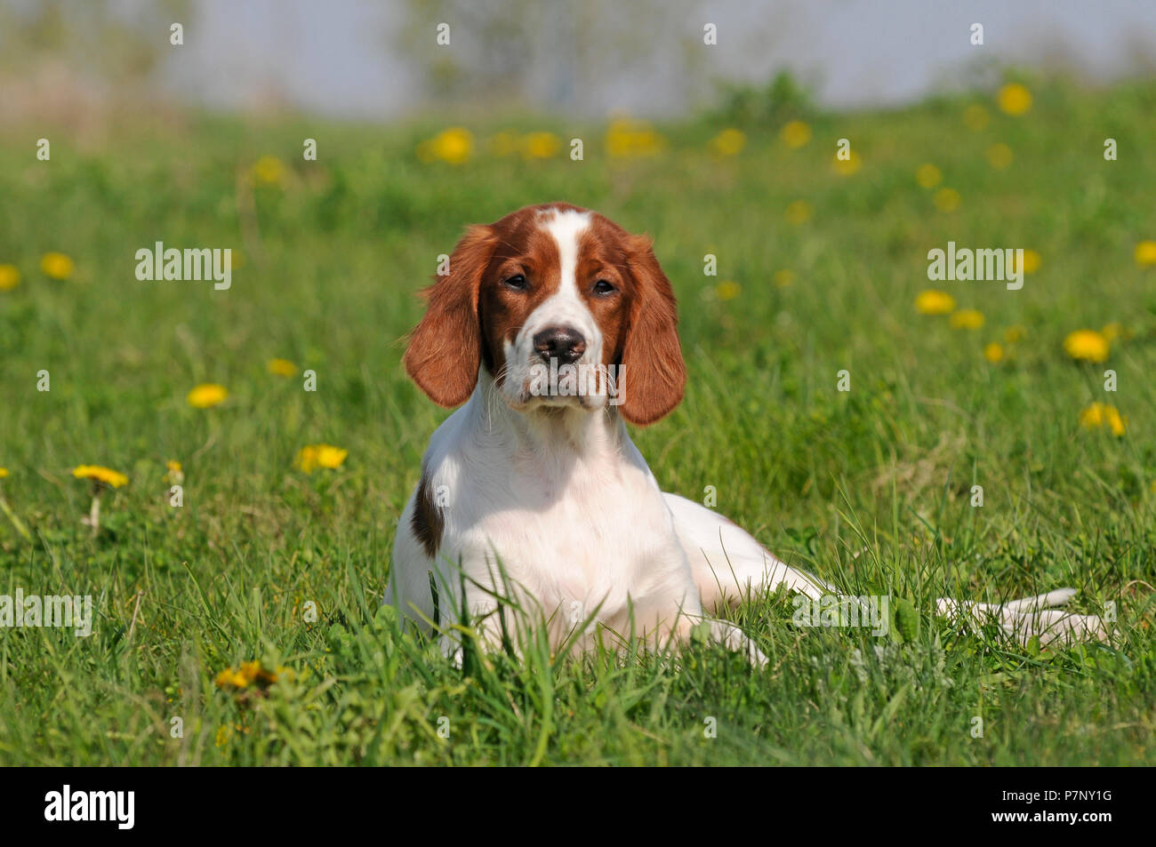 Irish Red and White Setter, puppy in flower meadow Stock Photo