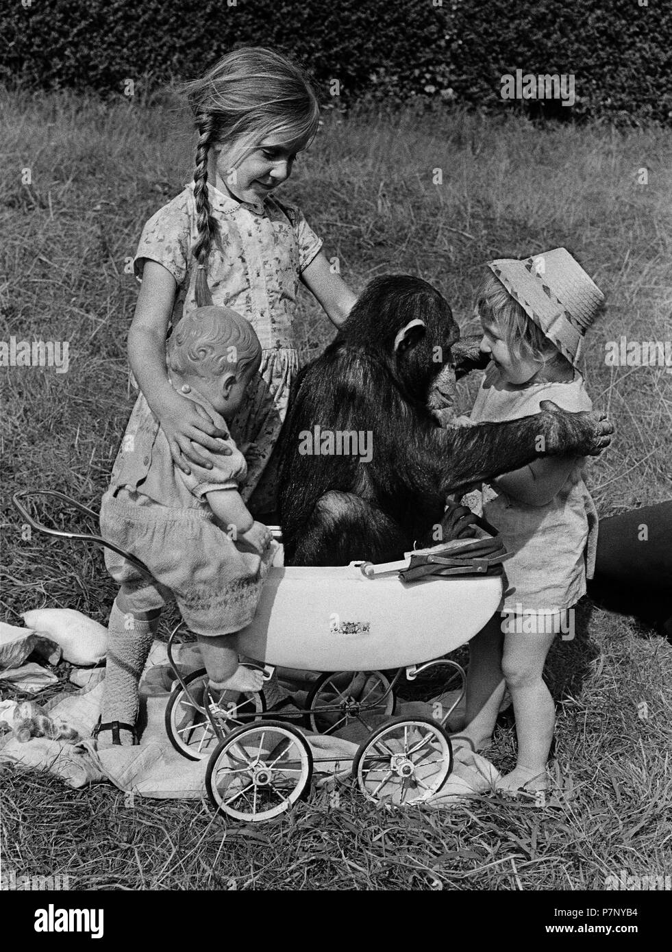 Girls play with chimpanzee in a stroller, England, Great Britain Stock Photo