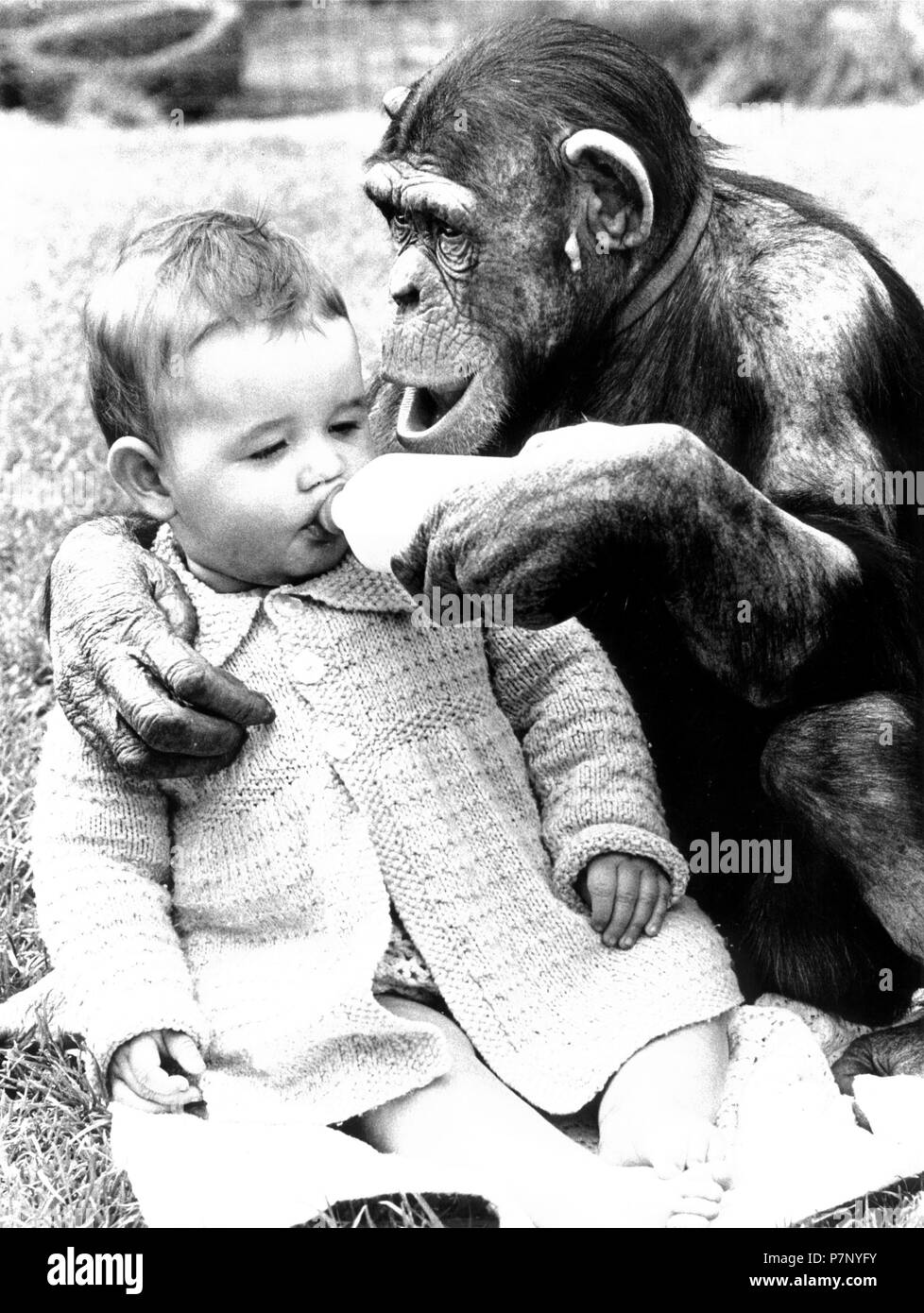 Chimpanzee feeds baby with milk from the bottle, England, Great Britain Stock Photo