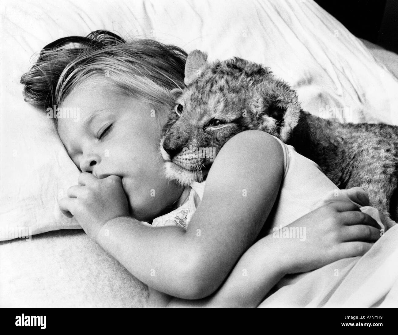 Little girl cuddling in bed with baby lion while sleeping, England, Great Britain Stock Photo