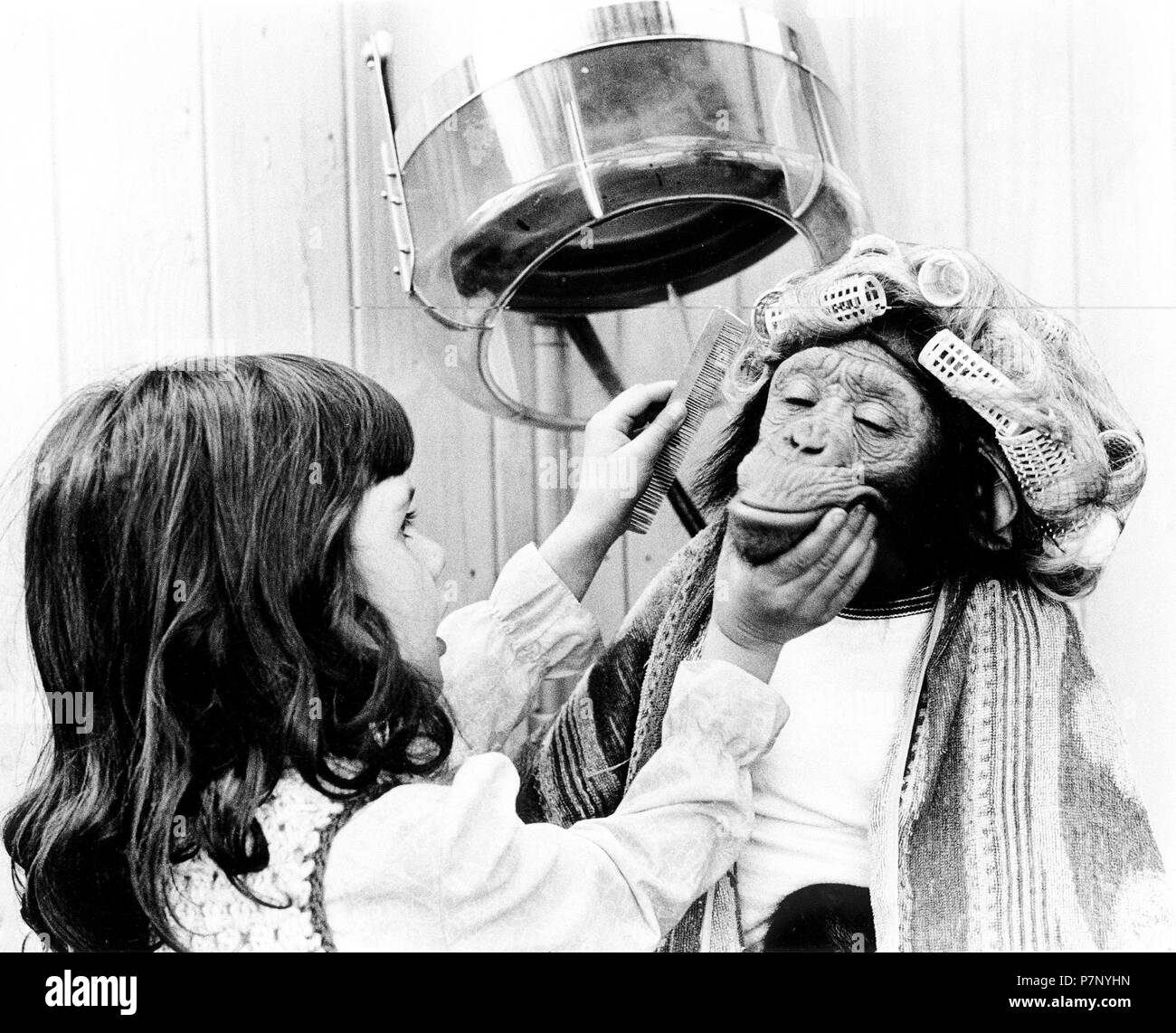 Girl combing chimpanzee with curlers at the hairdresser's, England, Great Britain Stock Photo