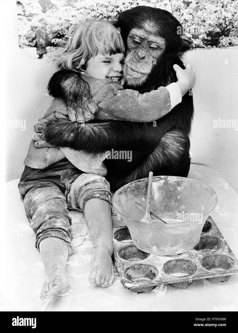Chimpanzee hugs little girl, big friends, England, Great Britain Stock Photo
