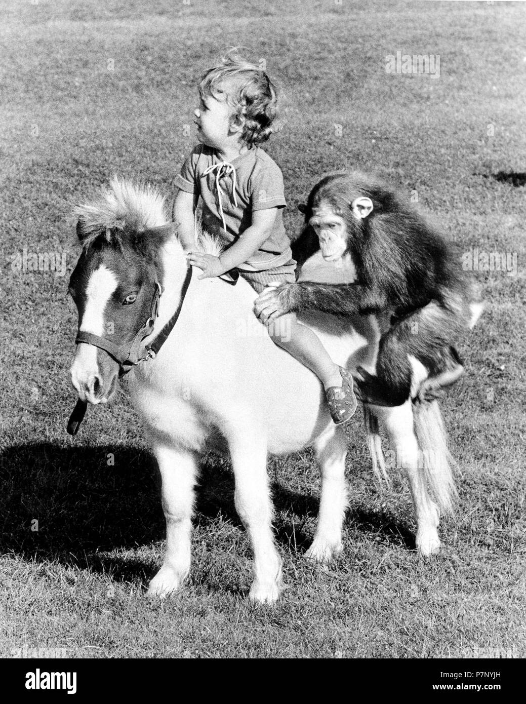 Child and chimpanzee ride on a pony, England, Great Britain Stock Photo