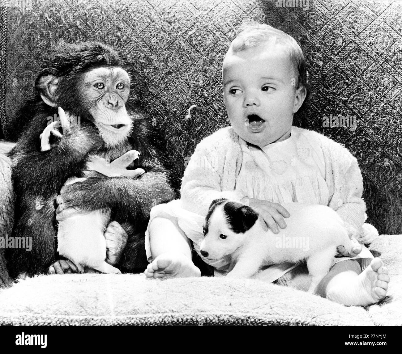 Baby with chimpanzee and little Jack Russell Terrier, sitting on sofa, England, Great Britain Stock Photo