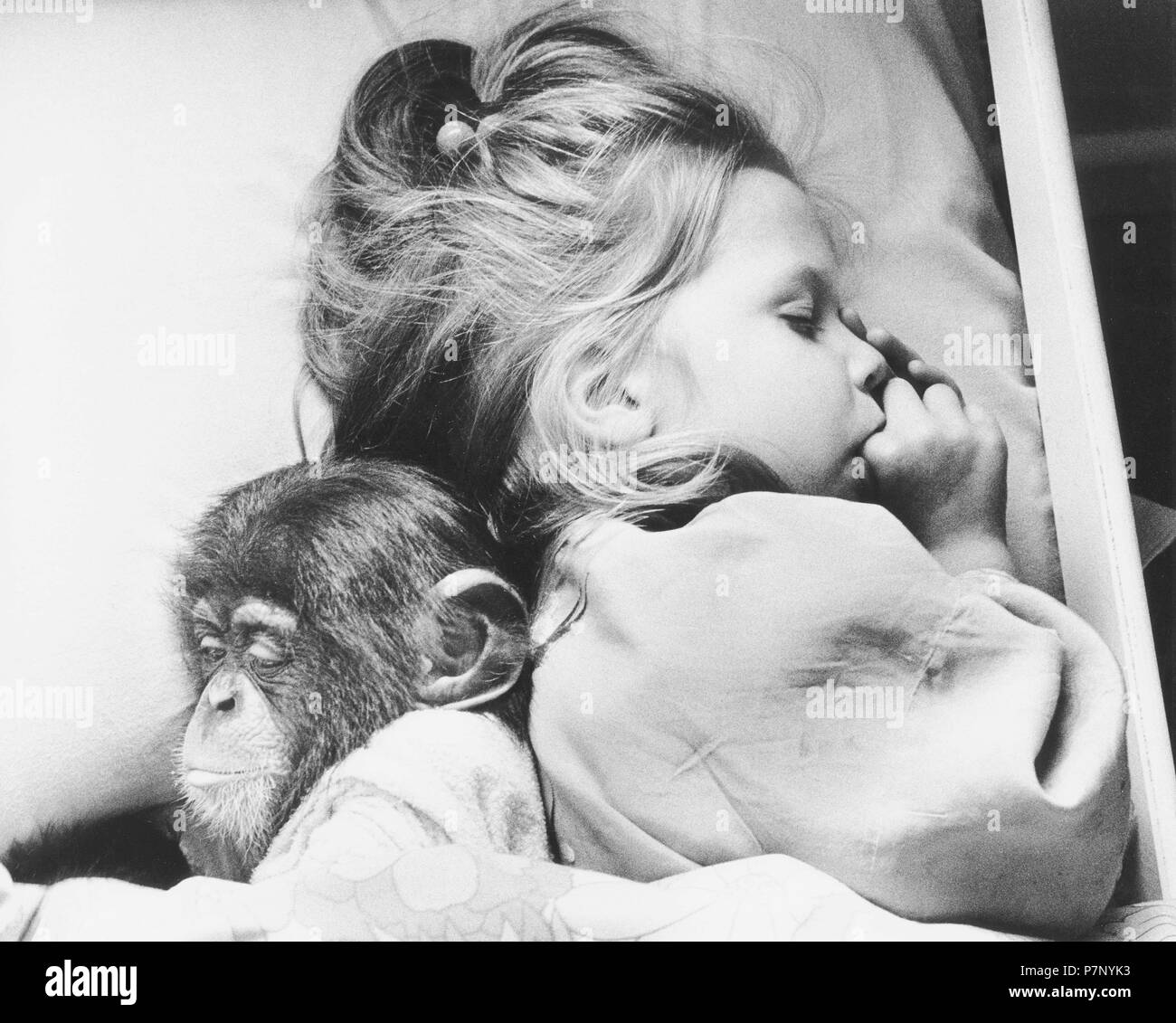 Little chimpanzee sleeps with girl, England, Great Britain Stock Photo