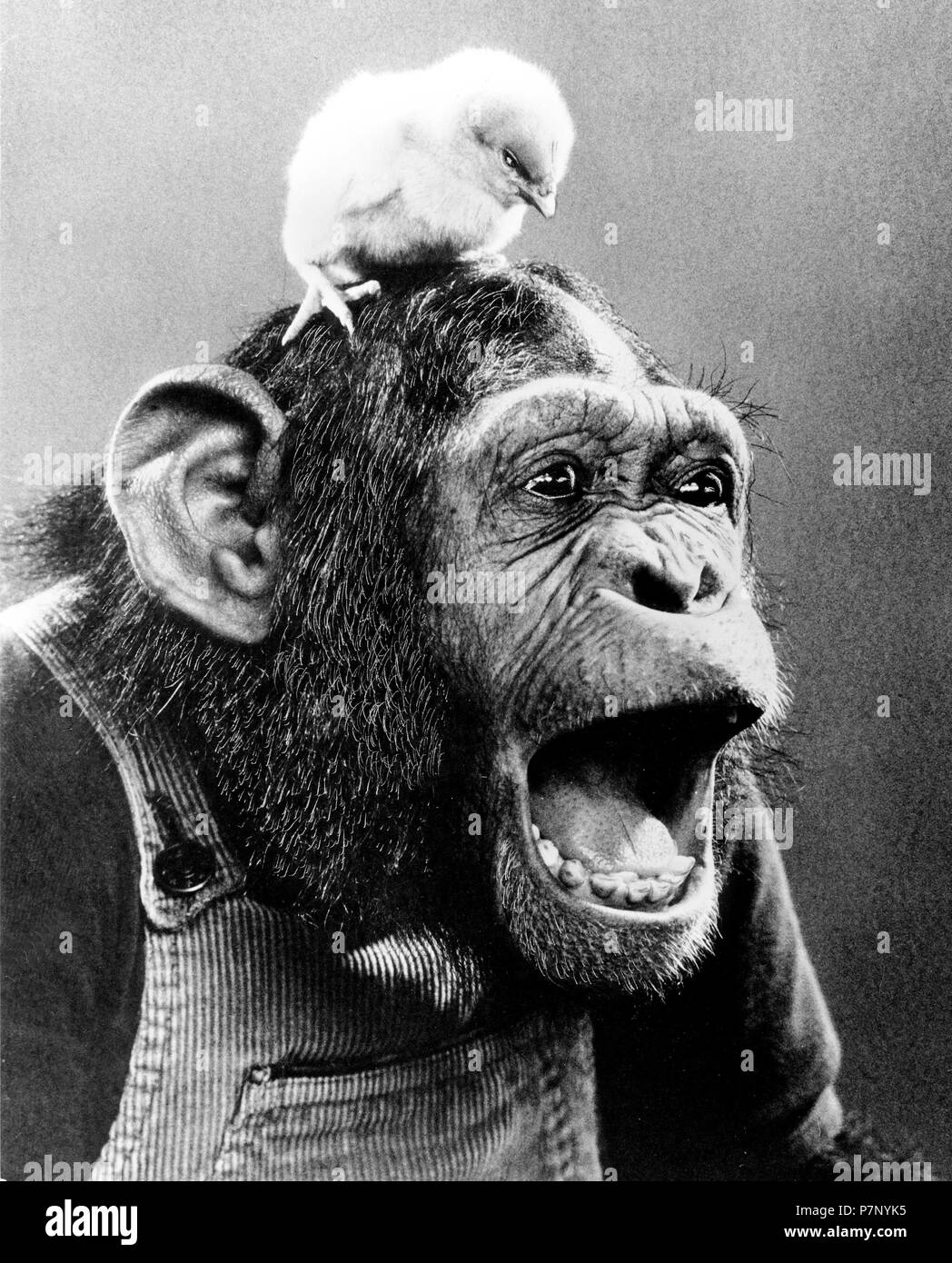 Chick on the head of a screeching chimpanzee, England, Great Britain Stock Photo