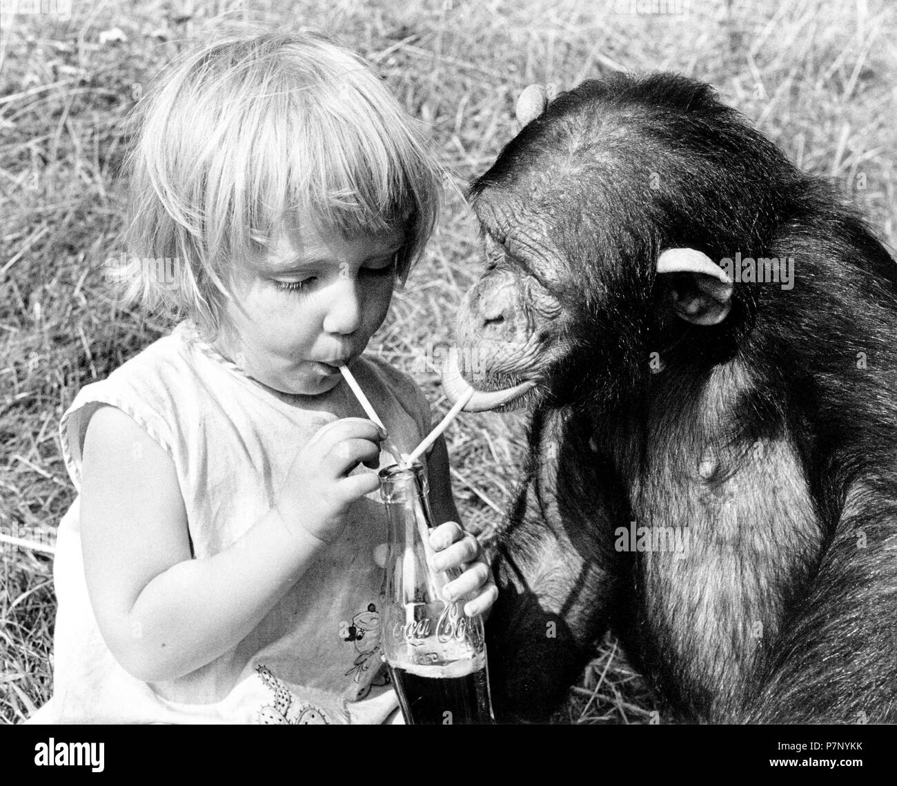 Little girl and chimpanzee drink together with straws from a Cola bottle, England, Great Britain Stock Photo