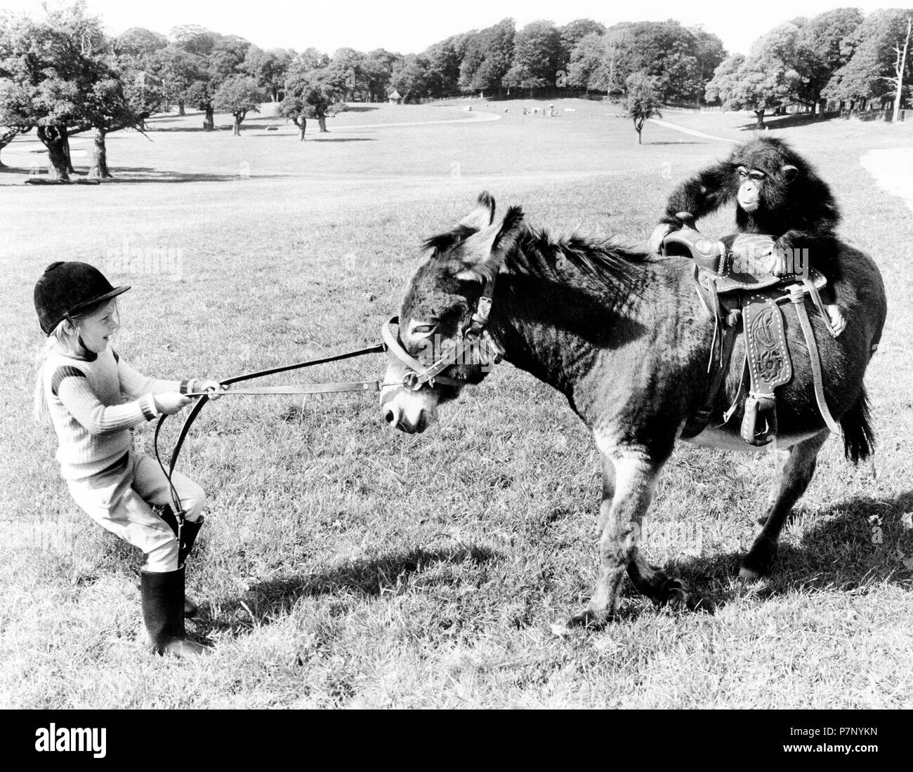 Chimpanzee rides on donkey, girl pulls donkey, England, Great Britain Stock Photo