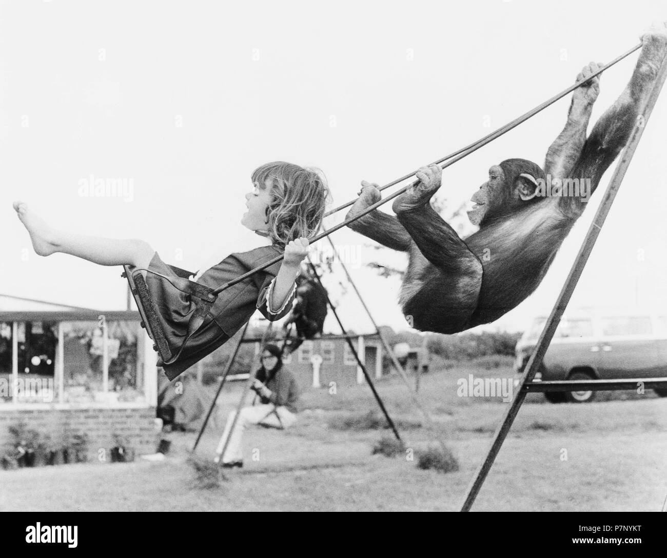 Girl and chimpanzee swing, England, Great Britain Stock Photo
