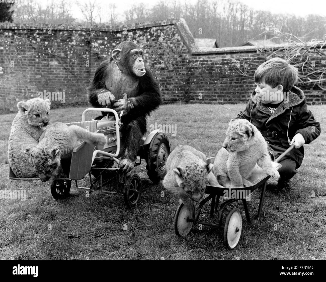 Chimpanzee on tractor plays with a little boy and baby lions, England, Great Britain Stock Photo