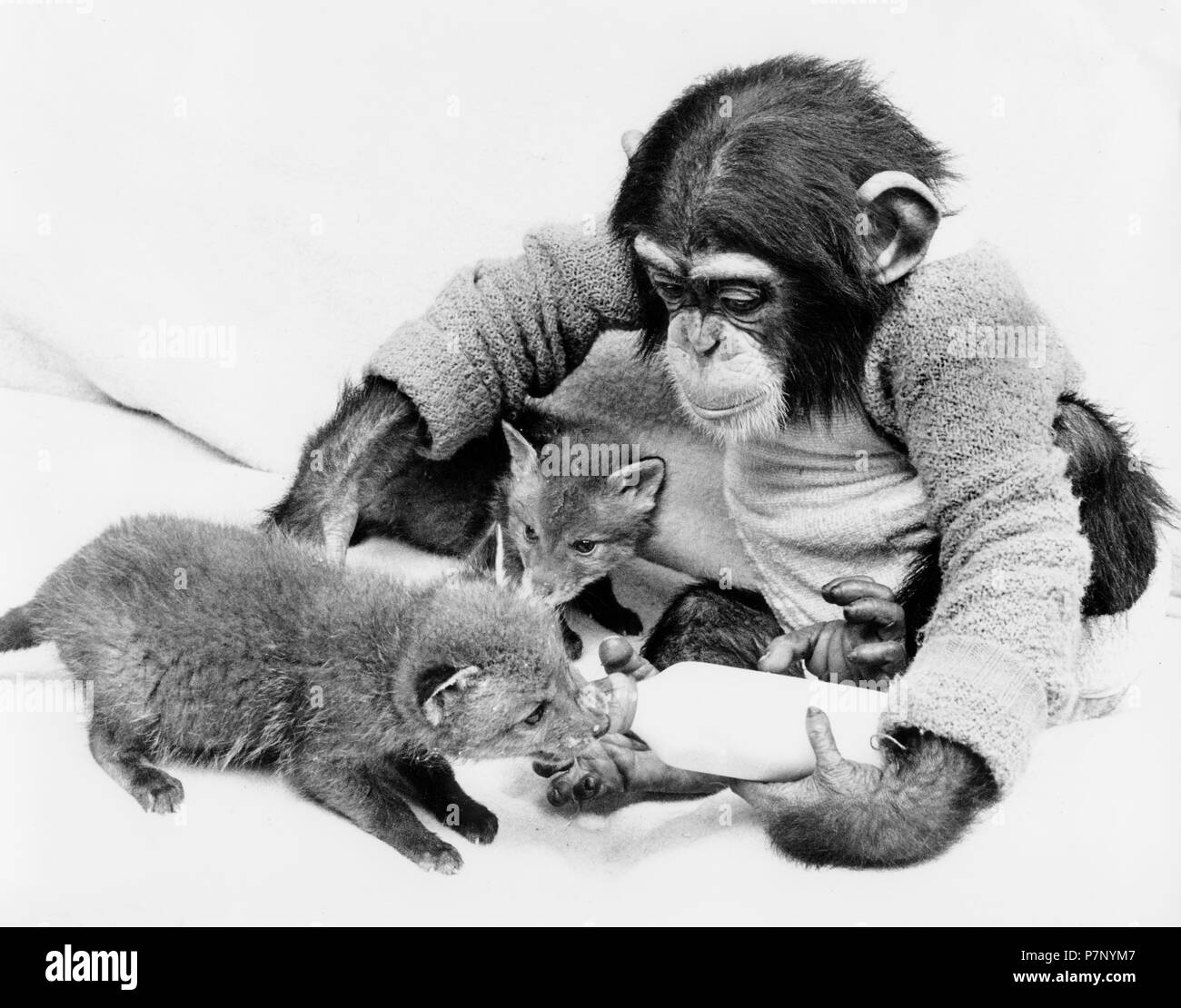 Chimpanzee feeds little foxes with bottle of milk, England, Great Britain Stock Photo