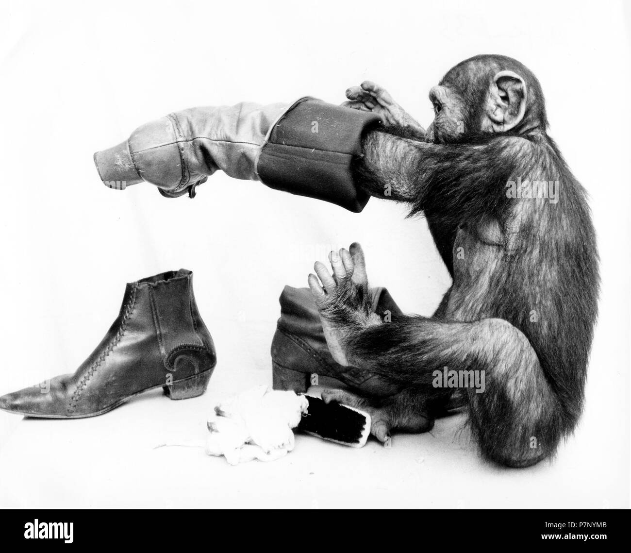 Chimpanzee cleans shoes, England, Great Britain Stock Photo