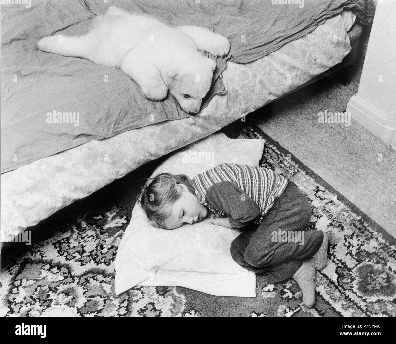 Little polar bear cub and a girl sleeping, England, Great Britain Stock Photo