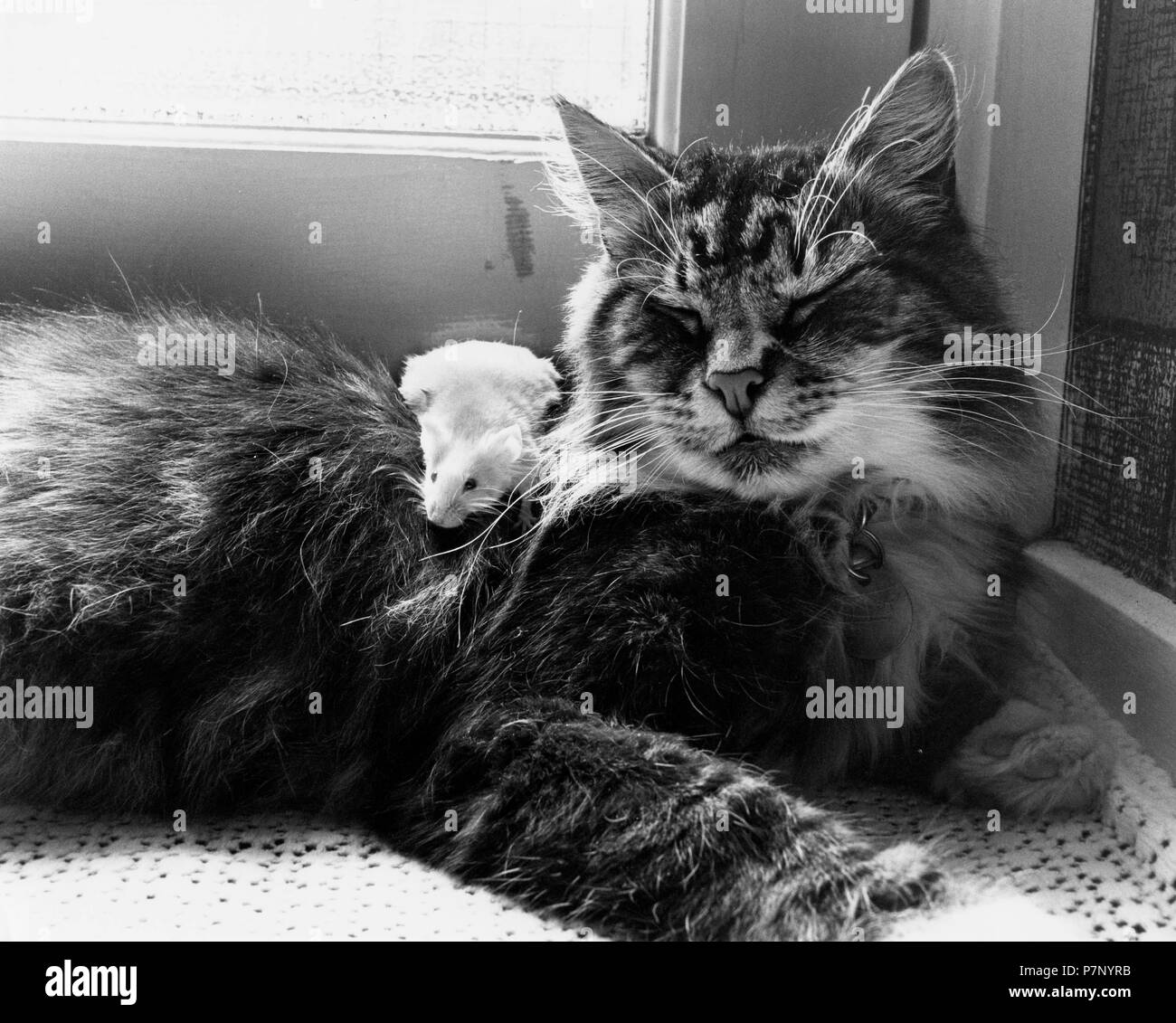 https://c8.alamy.com/comp/P7NYRB/cat-cuddling-with-mouse-england-great-britain-P7NYRB.jpg