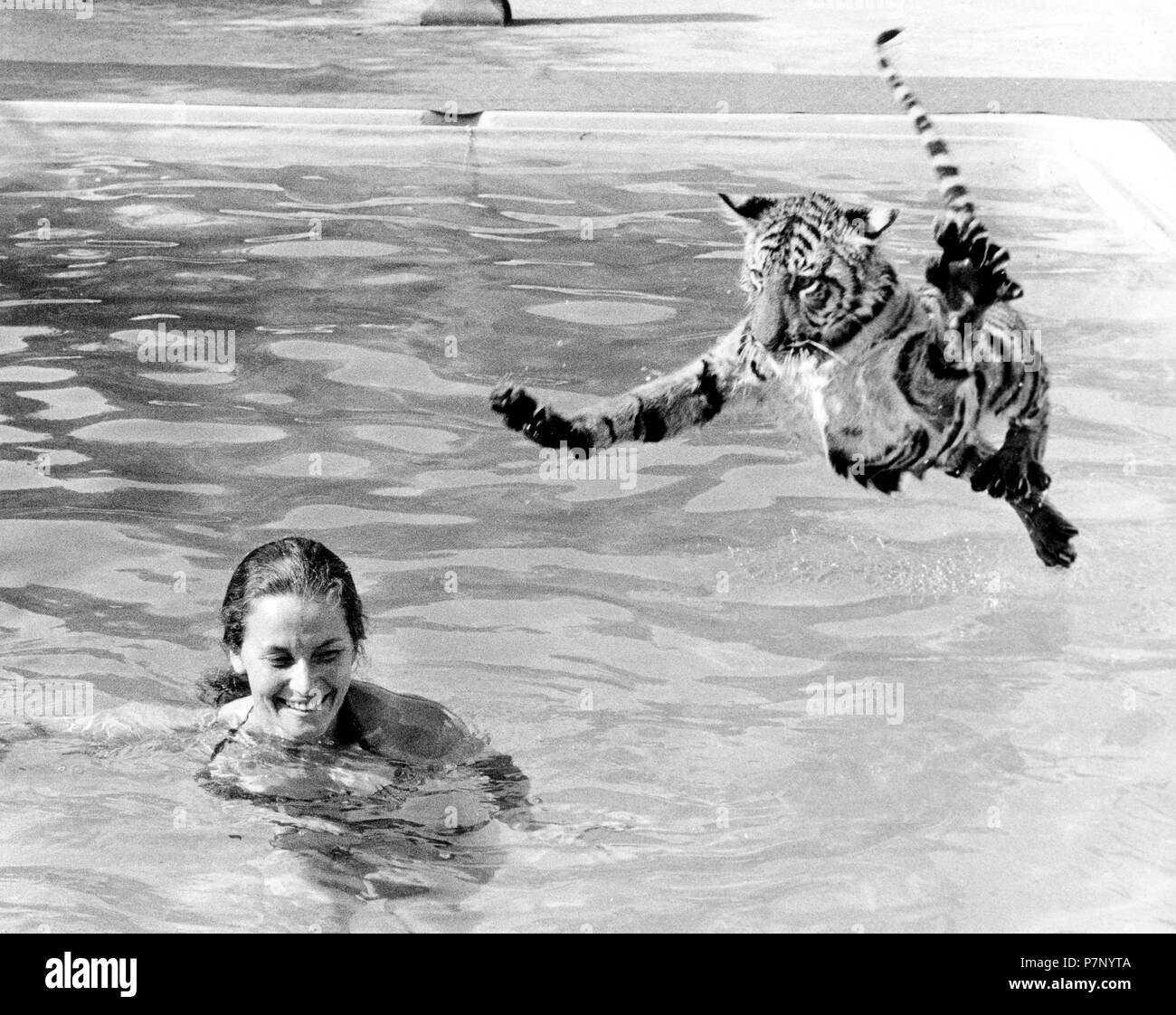 Tiger jumps into the swimming pool, England, Great Britain Stock Photo