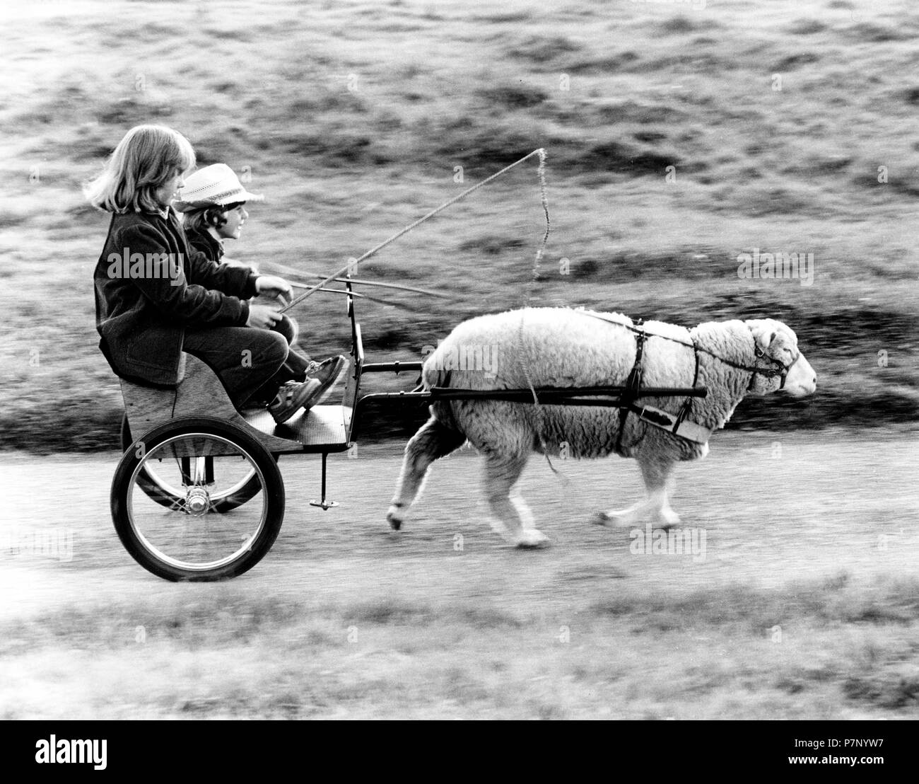 a-sheep-pulling-cart-with-children-england-great-britain-P7NYW7.jpg