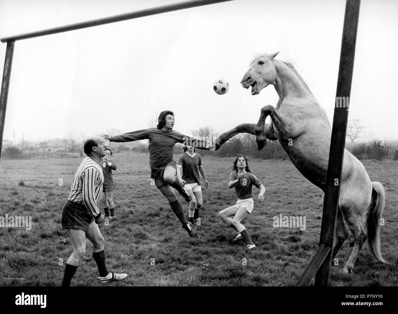 Horse plays football with men, England, Great Britain Stock Photo