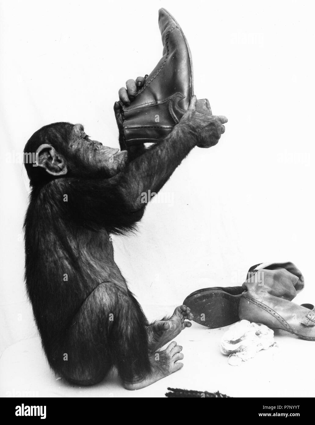 Chimpanzee cleans shoes, England, Great Britain Stock Photo - Alamy