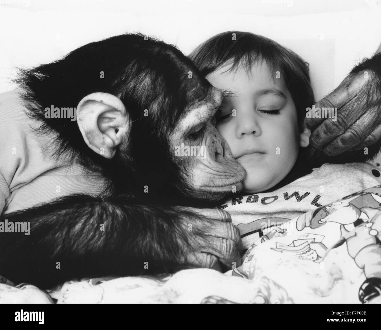 Chimpanzee kisses child, England, Great Britain Stock Photo