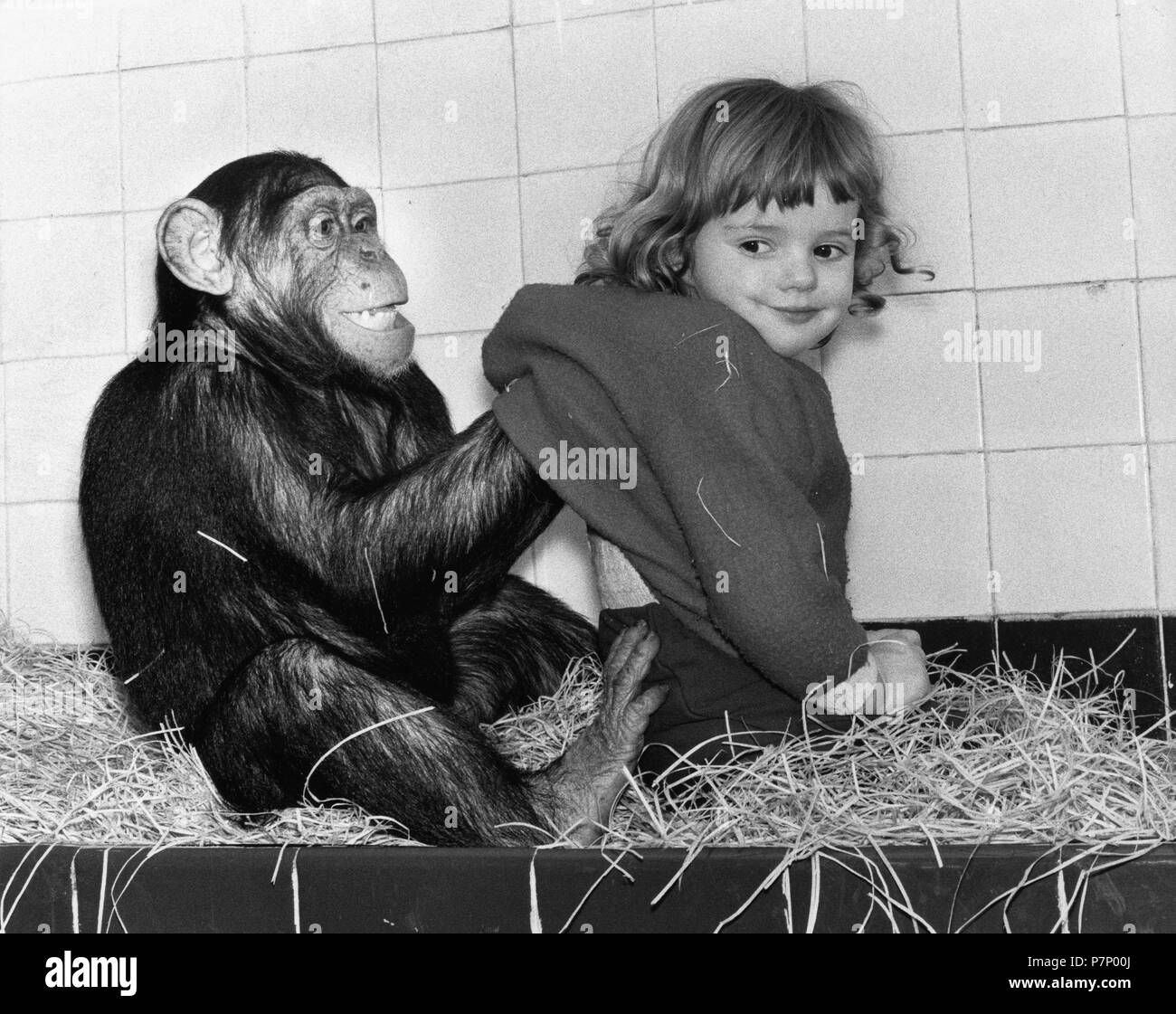 Chimpanzee scratches girls on the back, England, Great Britain Stock Photo