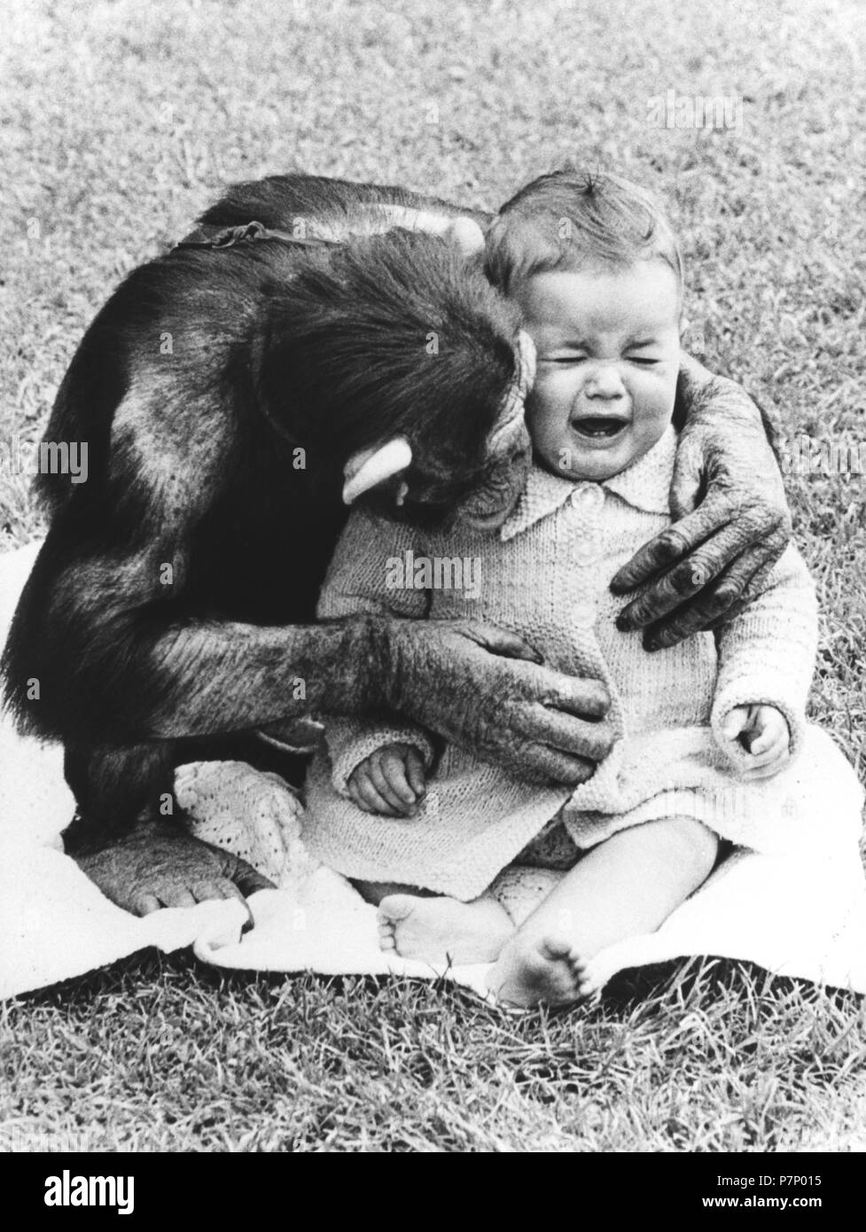Chimpanzee comforts a child, England, Great Britain Stock Photo