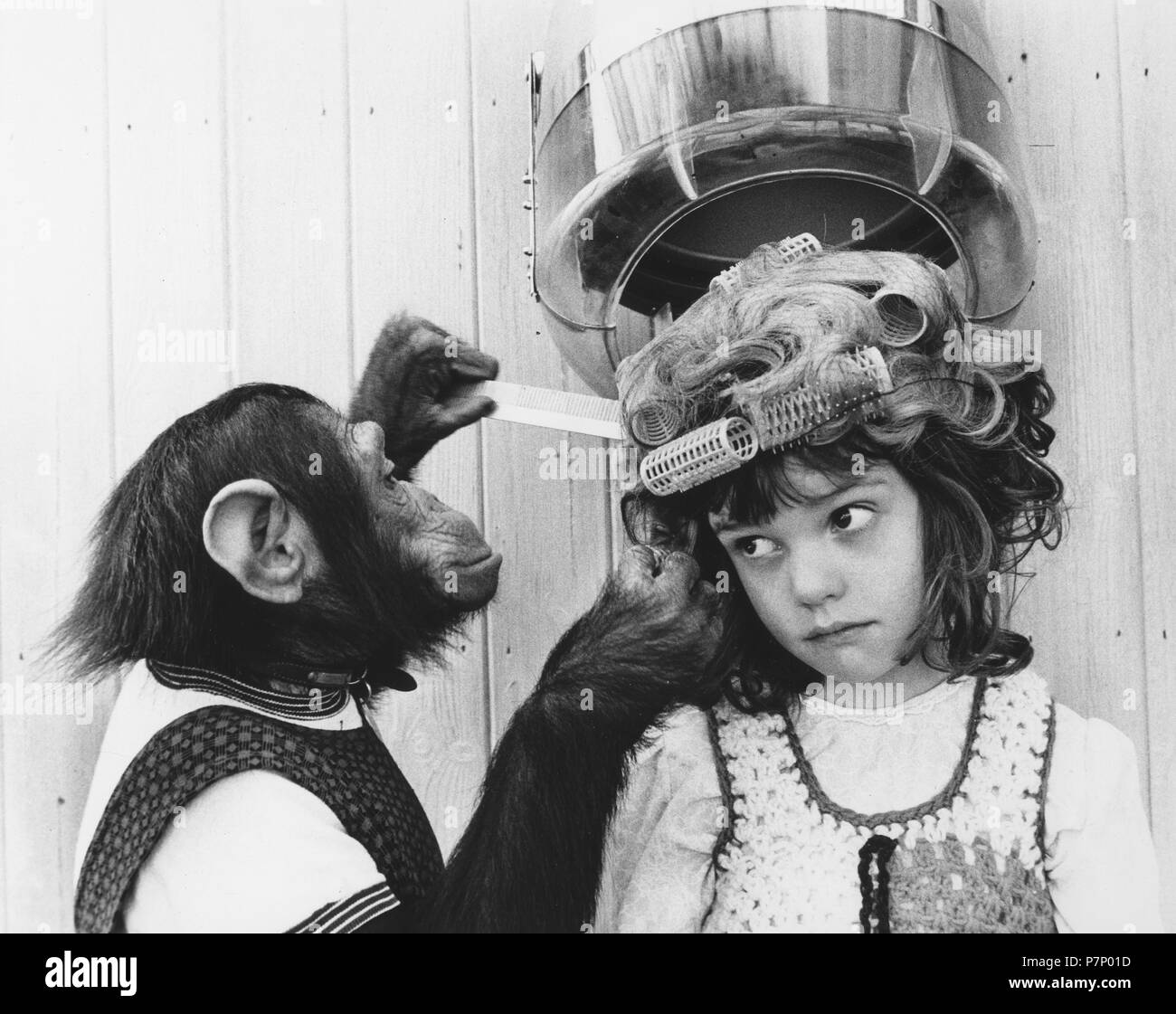 Chimpanzee as a hairdresser, England, Great Britain Stock Photo