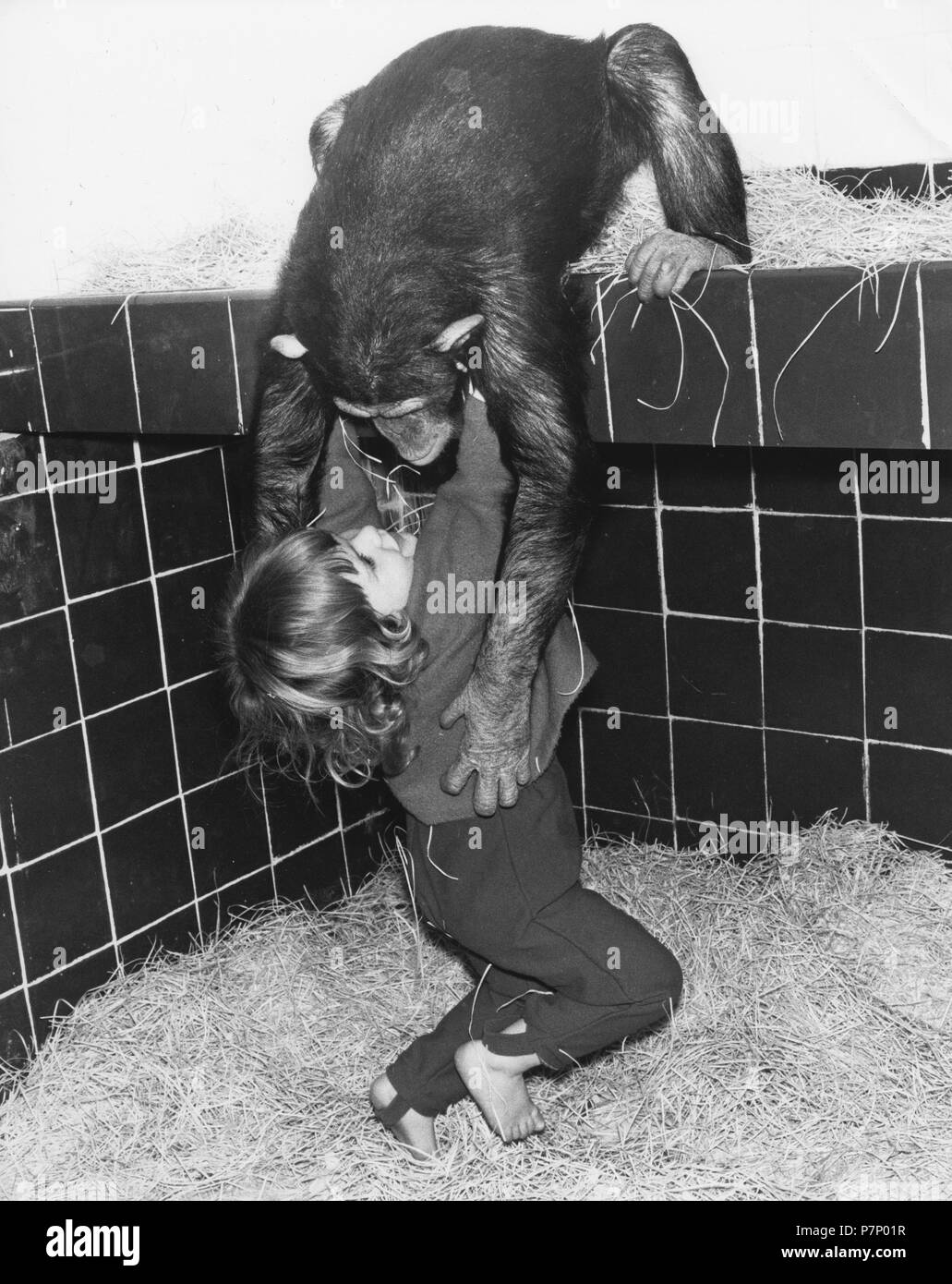 Chimpanzee and girl playing in the stable, England, Great Britain Stock Photo