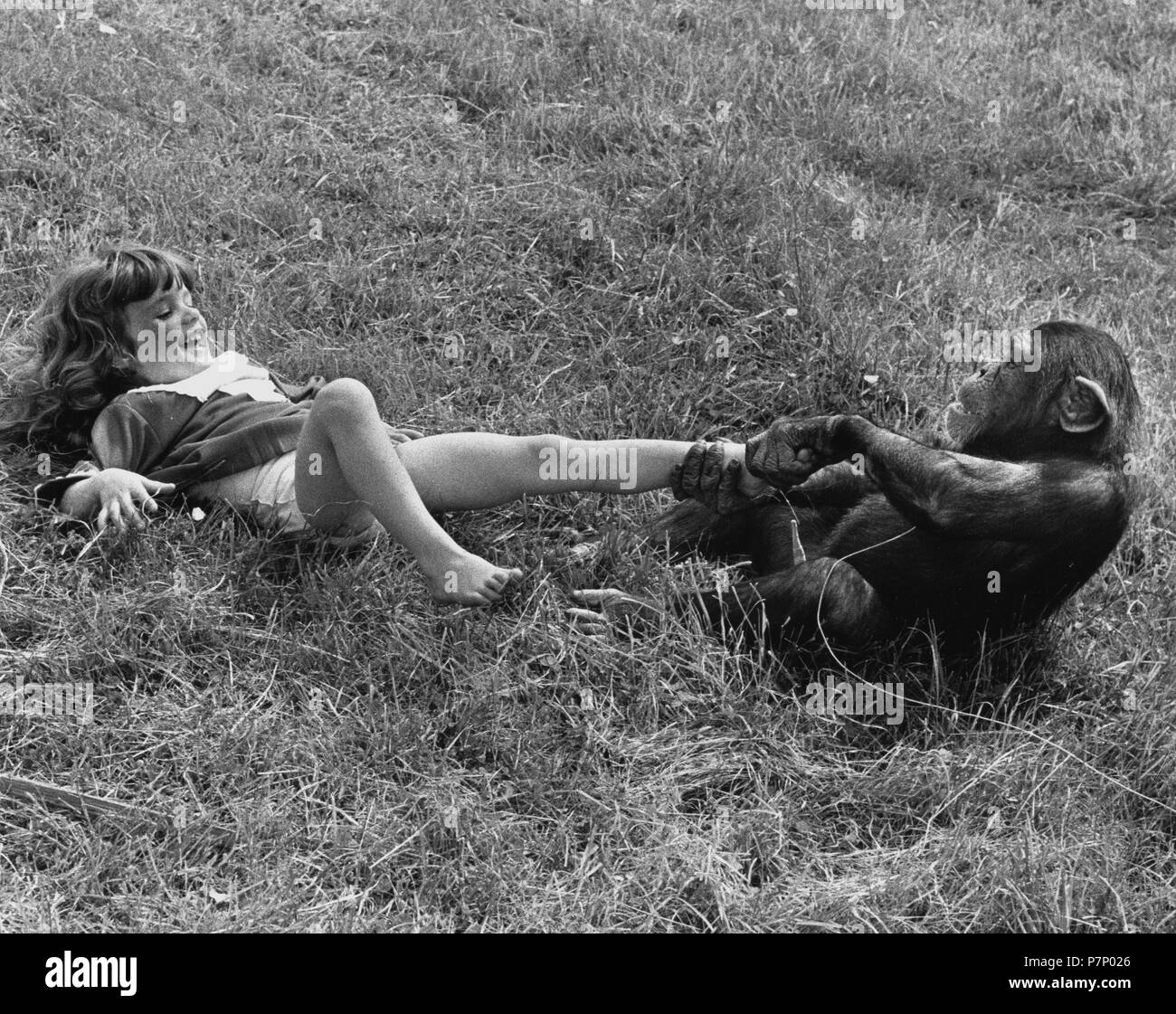 Girl and chimpanzee playing, England, Great Britain Stock Photo