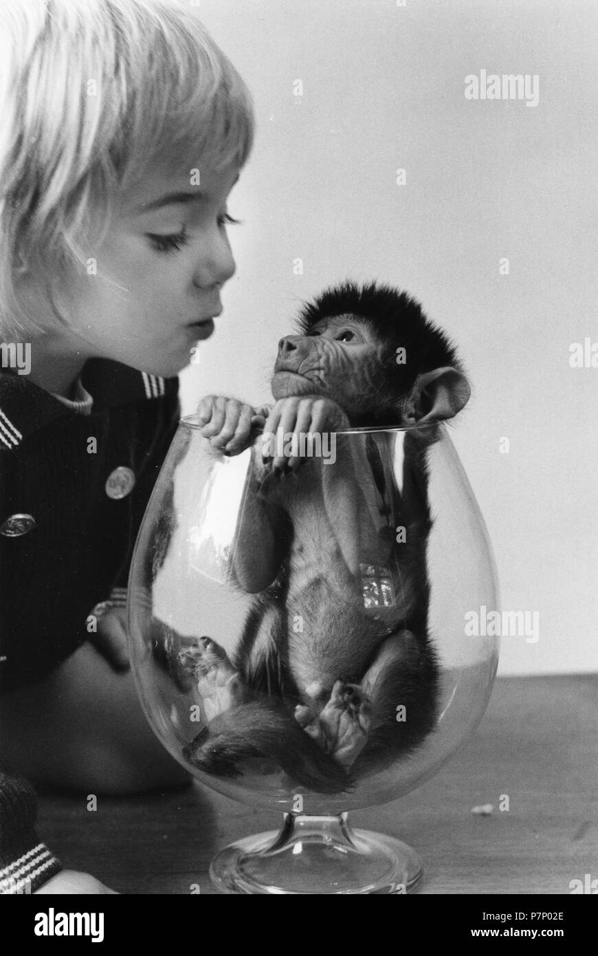 Girl watching a small monkey in a glass, England, Great Britain Stock Photo