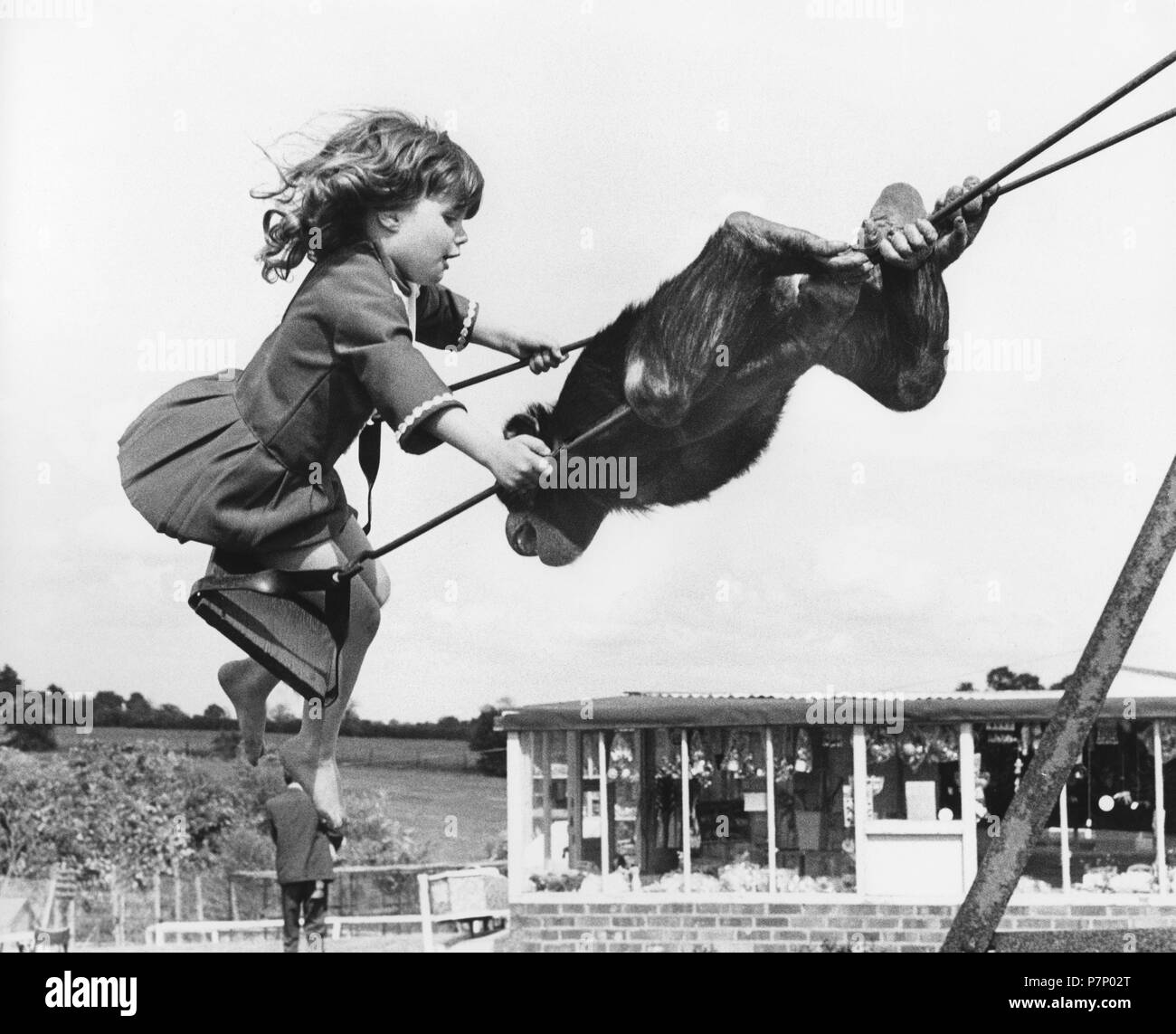 Chimpanzee and girl on the swing, England, Great Britain Stock Photo