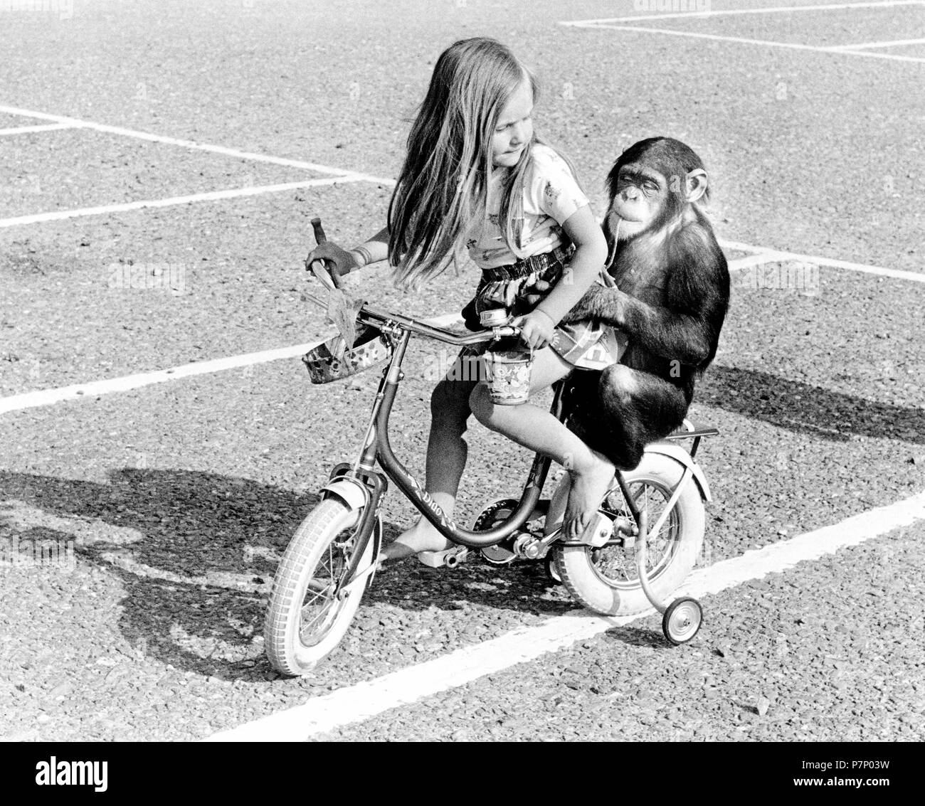 Chimpanzee and girl riding a bicycle, England, Great Britain Stock Photo