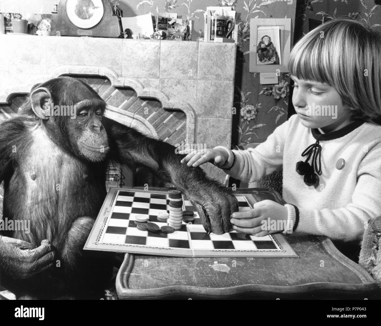 Girl and chimpanzee playing the mill game, England, Great Britain Stock Photo