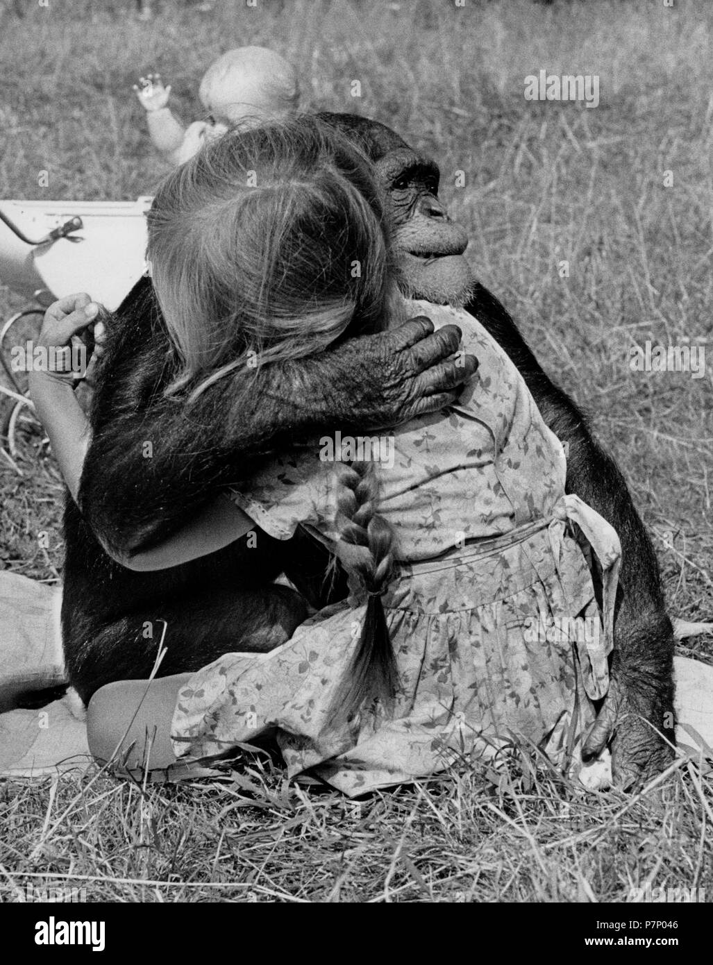 Chimpanzee and girl hugging each other in the meadow, England, Great Britain Stock Photo