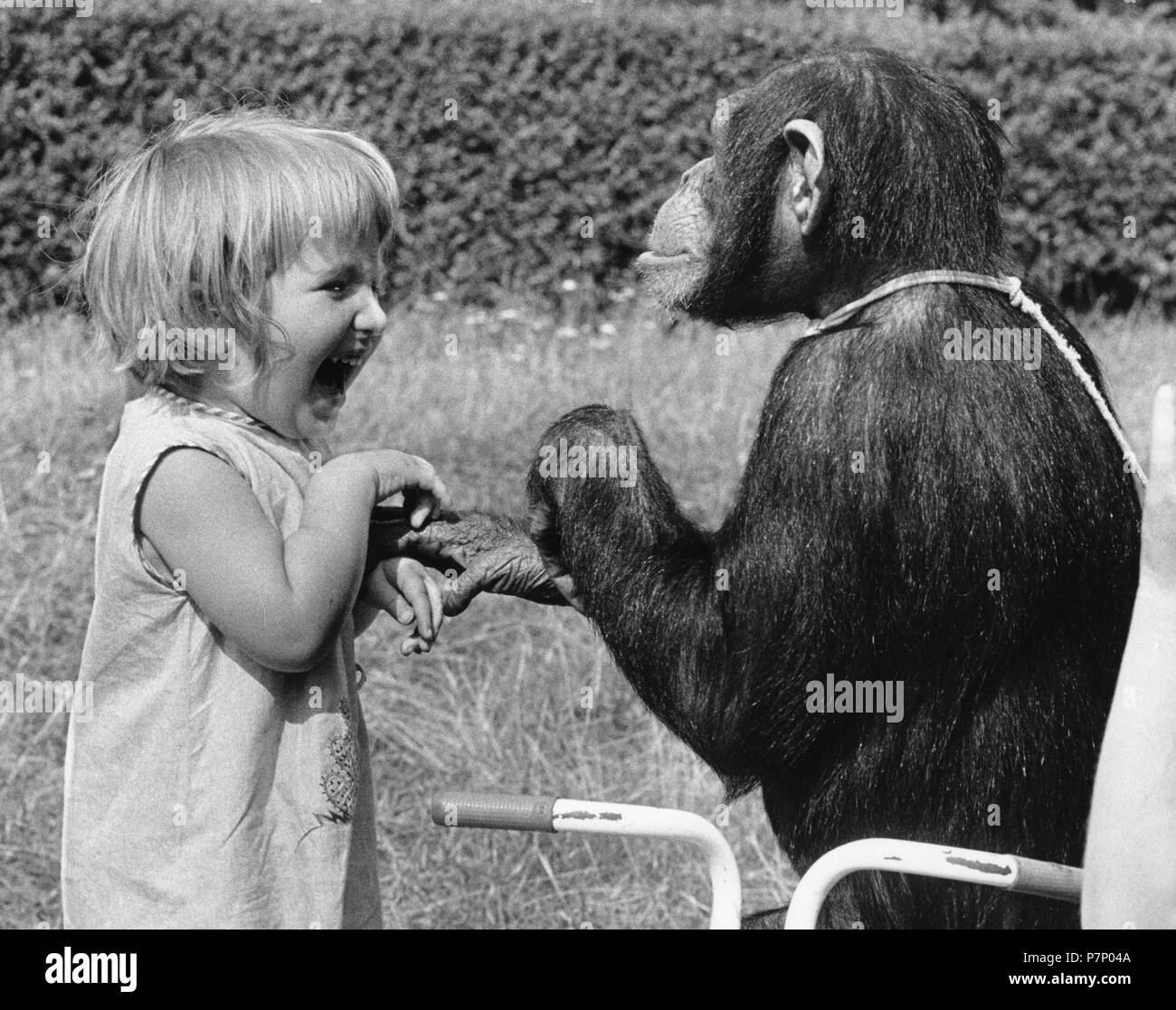Girl and chimpanzee playing, England, Great Britain Stock Photo