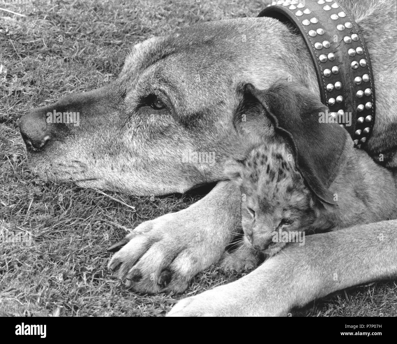 Funny cute baby dog Black and White Stock Photos & Images - Alamy