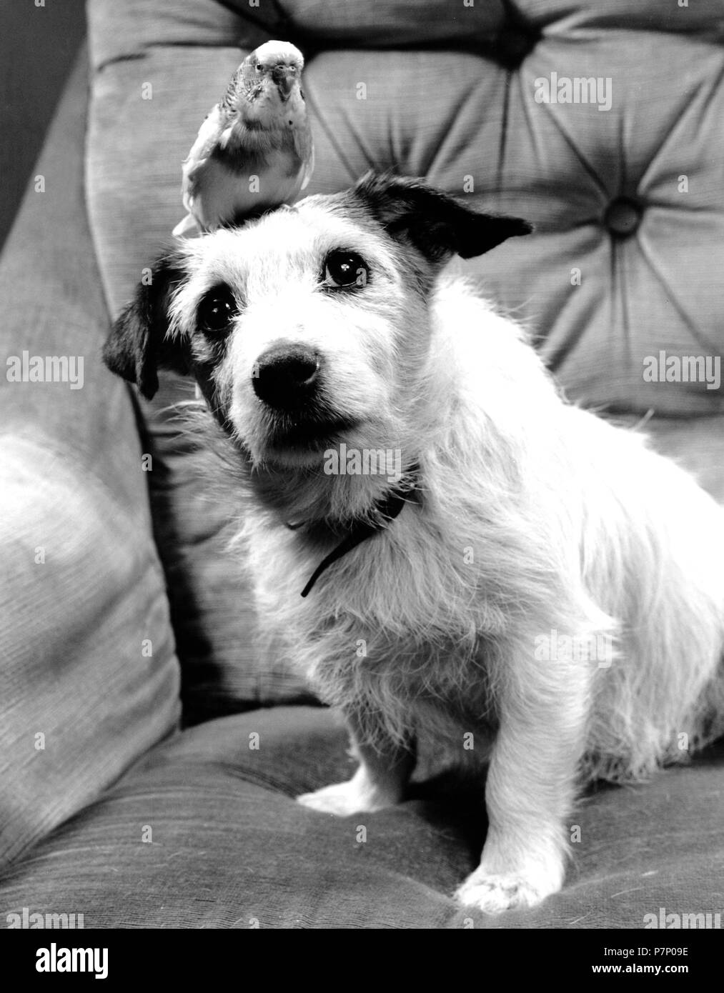 Dog with budgie sitting on his head, England, Great Britain Stock Photo