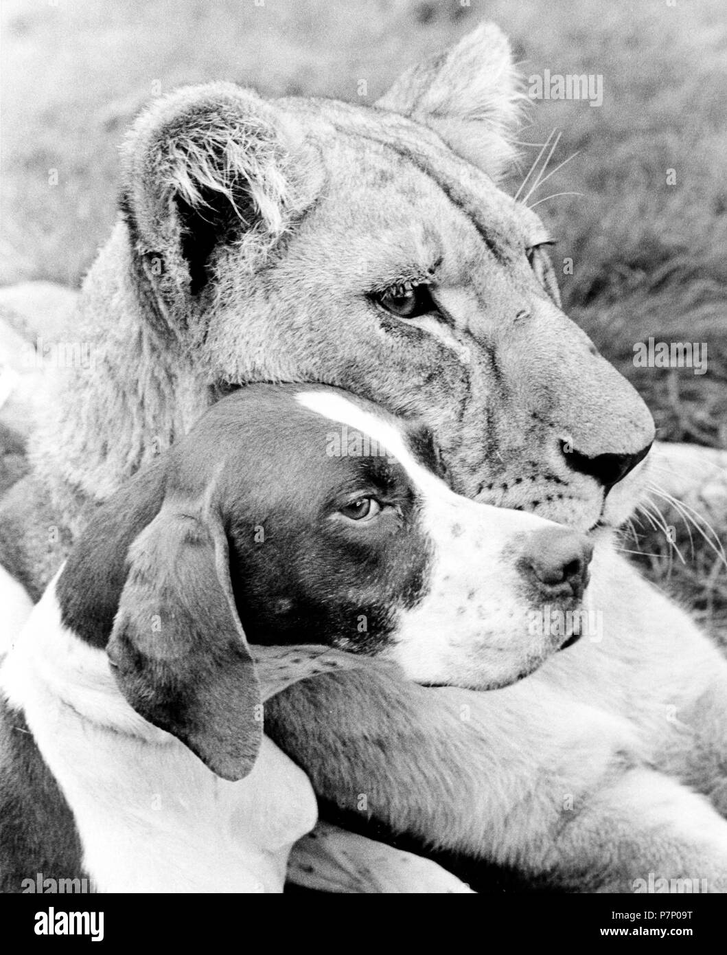 Dog and Lion cuddling, England, Great Britain Stock Photo