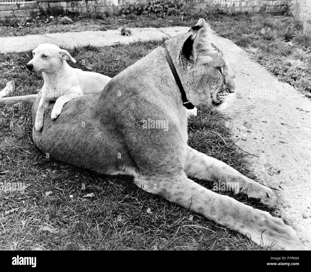 Dog and Lion cuddling, England, Great Britain Stock Photo