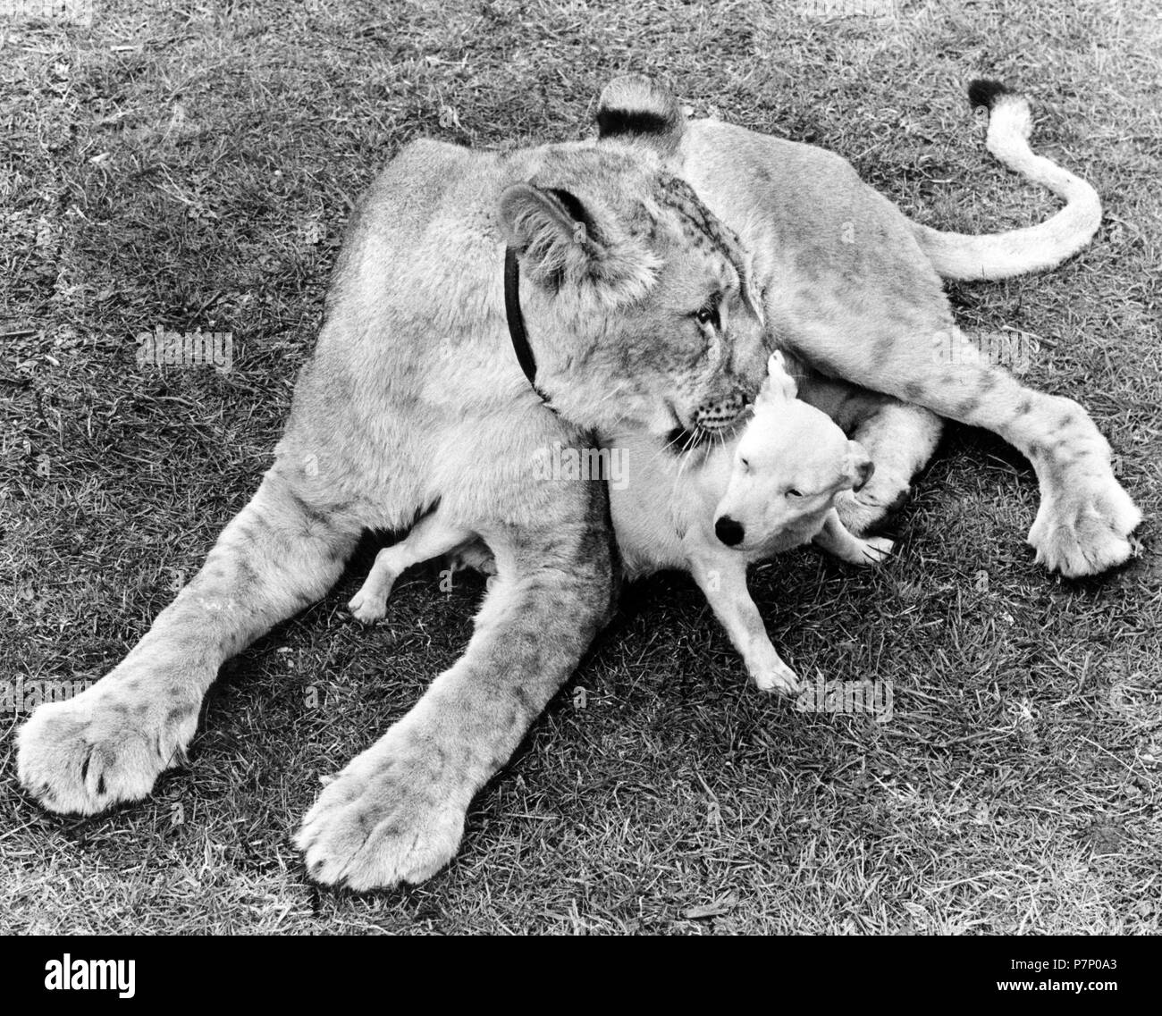 Dog and Lion cuddling, England, Great Britain Stock Photo