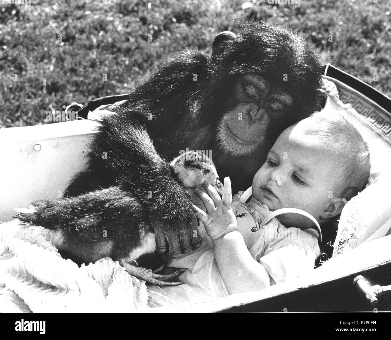 Chimpanzee cuddles with a baby and a duck, England, Great Britain Stock Photo
