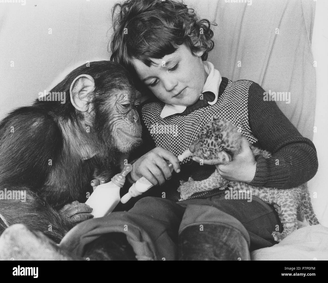 Chimpanzee and a boy feeding a baby predator, England, Great Britain Stock Photo