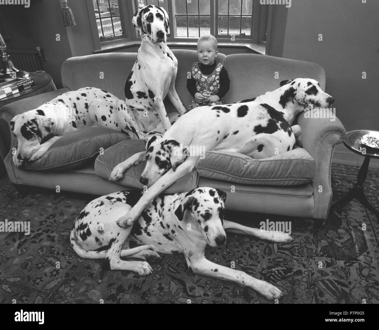 Child sits with Dalmatians on the sofa, England, Great Britain Stock Photo