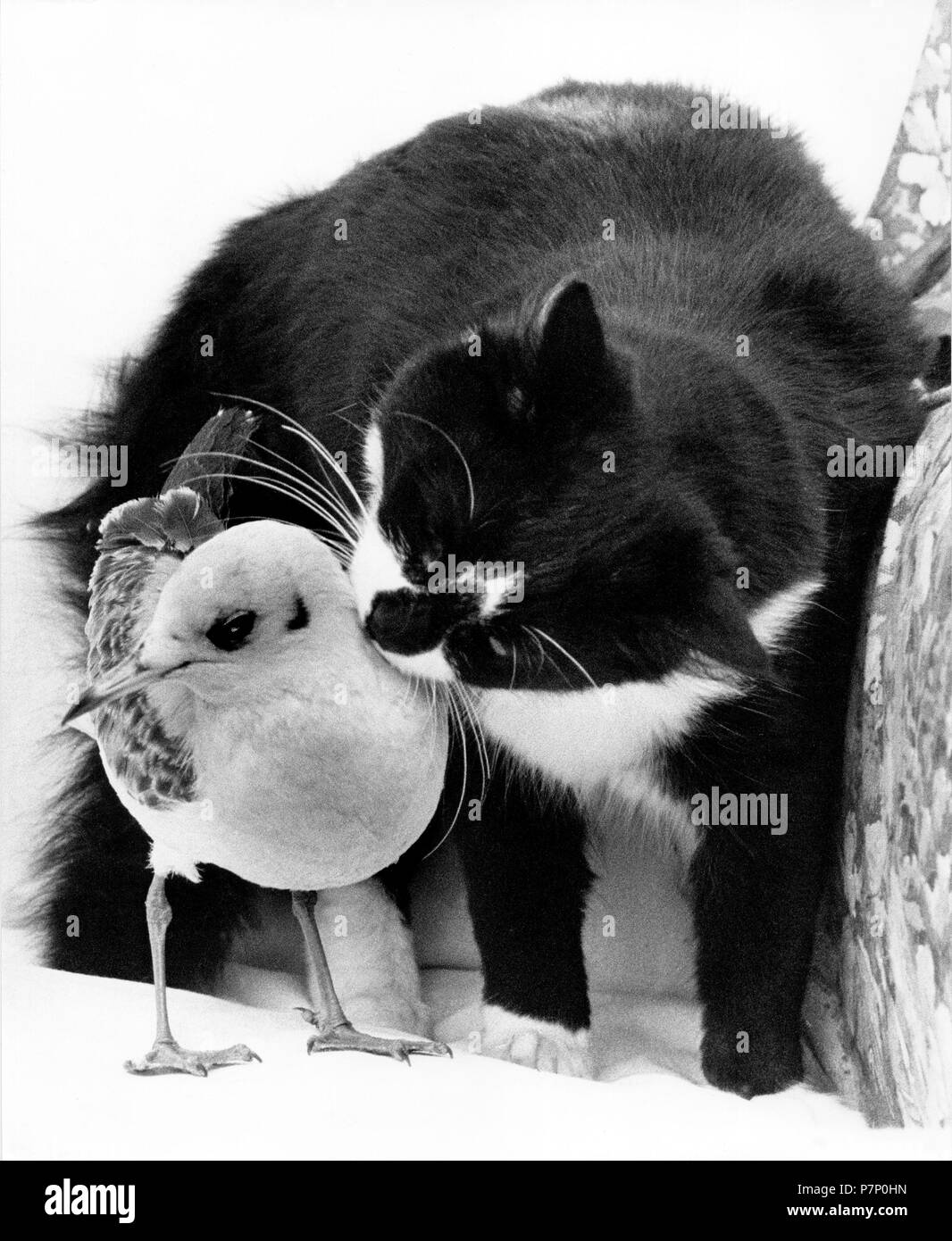 Cat cuddling with a bird, England, Great Britain Stock Photo Alamy