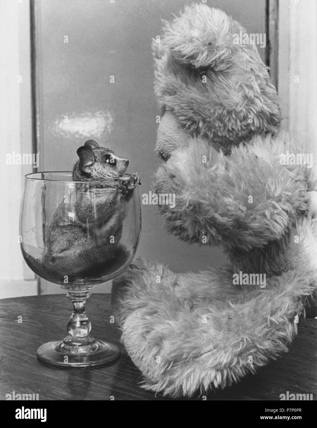 Rodent sits in a glass and looks at a stuffed animal, England, Great Britain Stock Photo