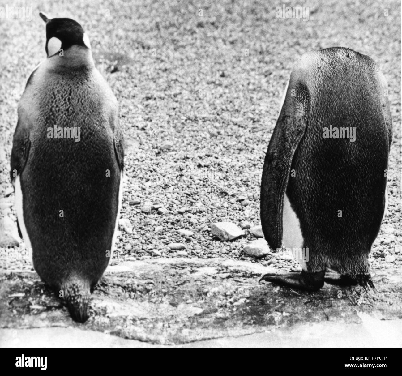 Penguin without head, England, Great Britain Stock Photo - Alamy Penguin without head, England, Great Britain Stock Photo - Alamy